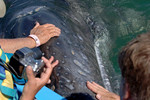 Grey Whale, BCS Mexi
